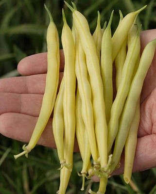 Beans - Gold Rush Yellow Wax