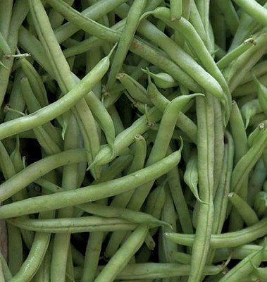 Beans - Kentucky Blue