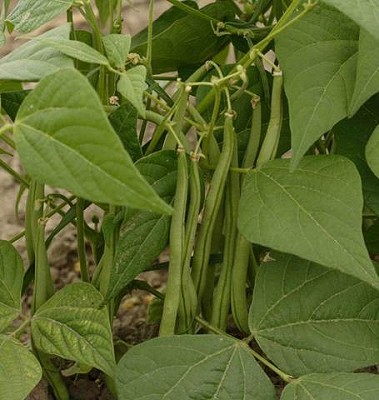 Beans - Maxibel Filet