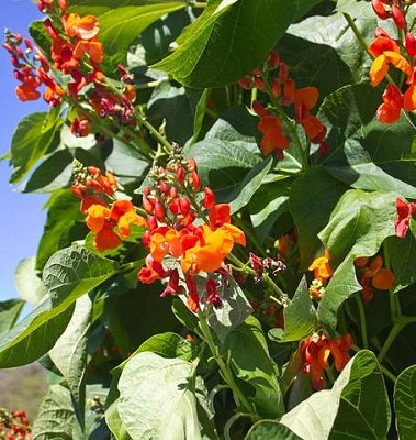 Beans - Scarlet Emperor