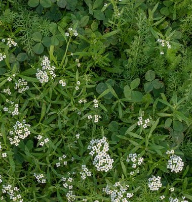 Bee Turf - 25grams-500grams