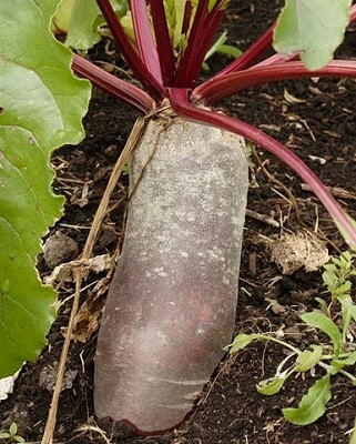 Beets - Cylindra