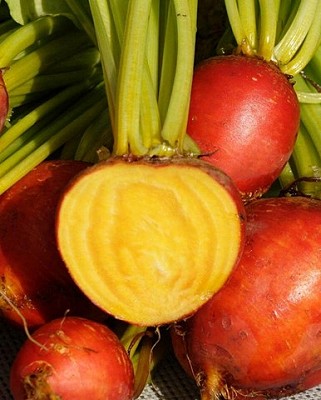 Beets - Touchstone Gold