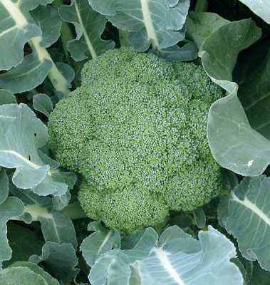 Broccoli - Green Magic