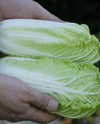 Cabbage - Sui Choi Wa Wa Sai
