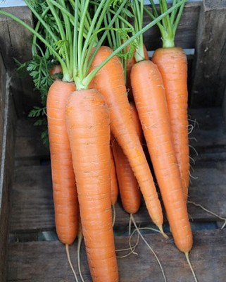 Carrots - Resistafly F1