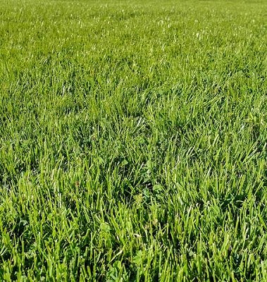 Chafer Resistant Grass Seed - 2kg