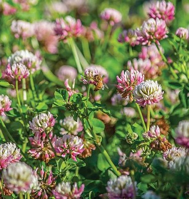 Clover - Alsike Certified Organic - 50grams
