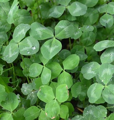 Clover - Klondike Ladino Certified Organic - 25grams