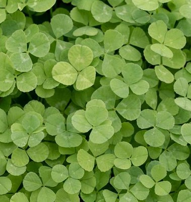 Clover - Microclover Pelleted - 50grams-500grams