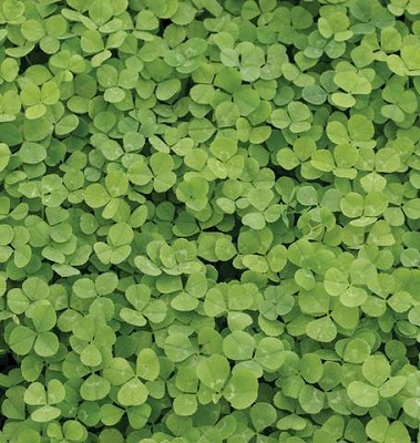 Clover - Microclover Raw - 50grams-500grams