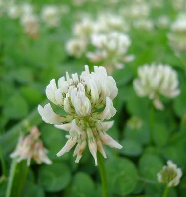 Clover - White Dutch Clover - 25grams