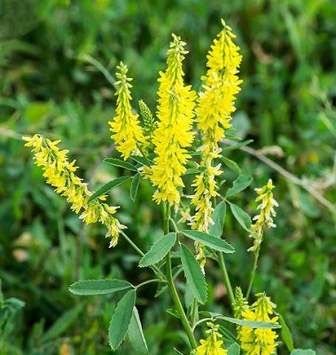Clover - Yellow Sweet Clover Organic - 30grams
