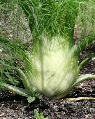 Fennel - Selma Fino