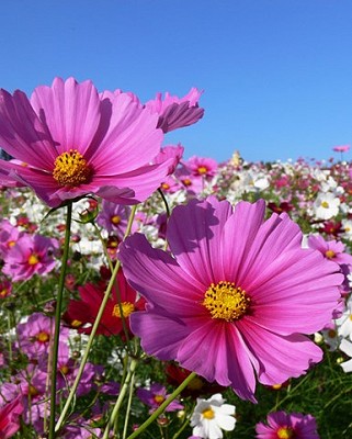 Cosmos Mini Blend