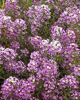 Alyssum Dwarf Purple