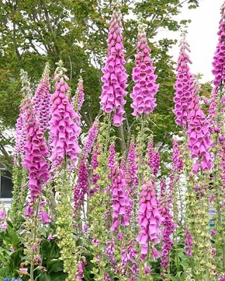 Foxglove Digitalis