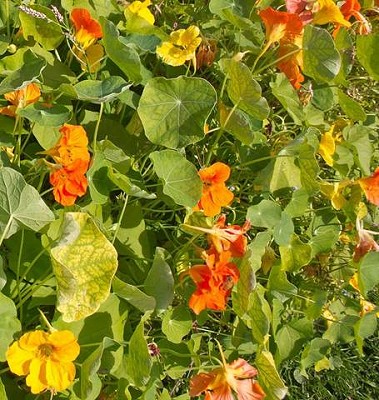 Jewel Mix Nasturtium
