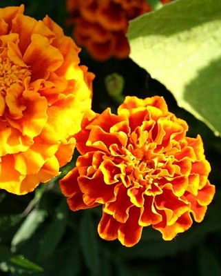 Marigolds Sparky Mix