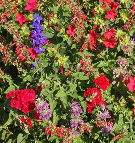 Flower Seeds