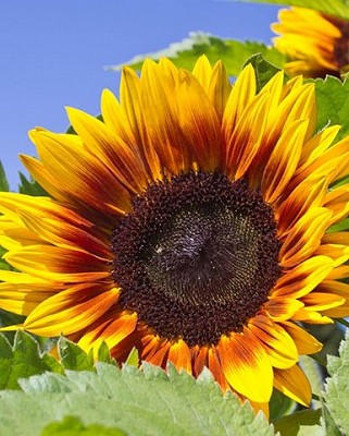 Sunflower- Solar Power