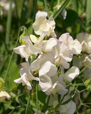 Sweet Pea High Scent