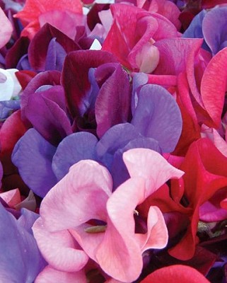 Sweet Pea Mammoth Blend