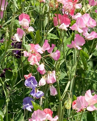 Sweet Pea Royal Family Blend