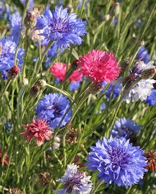 Tall Mixed Cornflowers