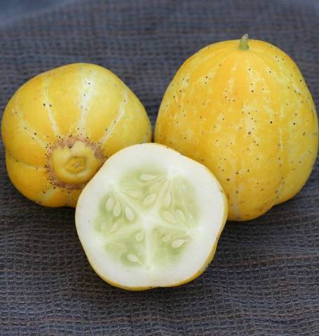 Fruit Seeds