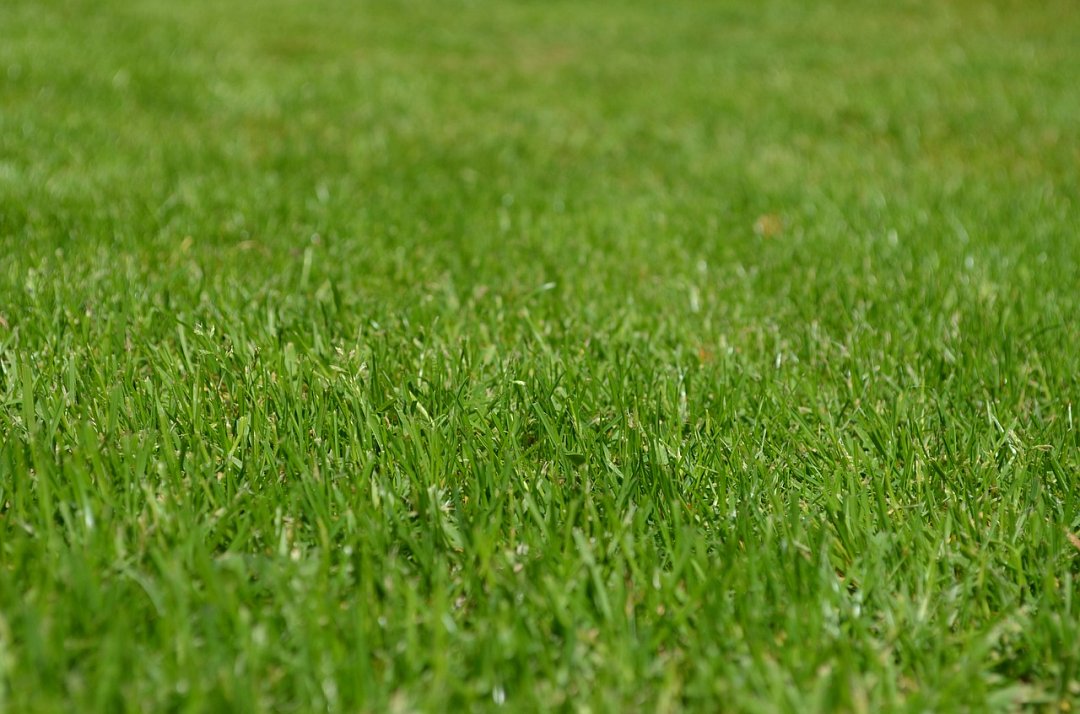 Lawn (Grass) Seeds
