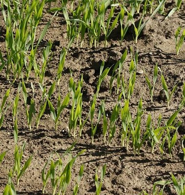 Grasses - Fall Rye - 125grams