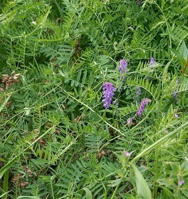 Grasses - Hairy Vetch Certified Organic 50 grams