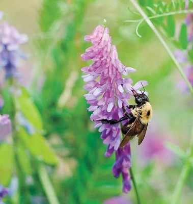 Grasses - Hairy Vetch - 50grams