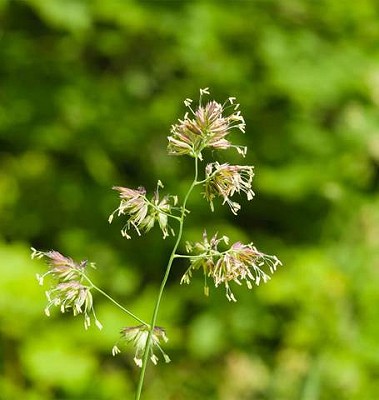 Grasses - Orchard Grass 5 grams