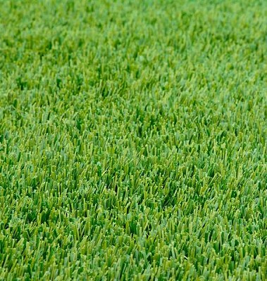 Grasses - Perennial Ryegrass Certified Organic 250 grams