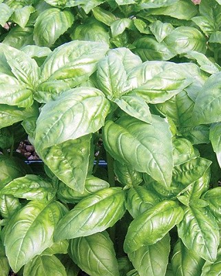Basil - Dolly Organic