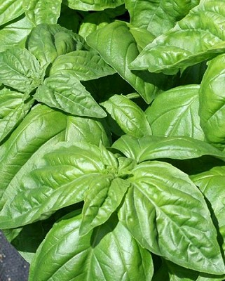 Basil - Lettuce Leaf