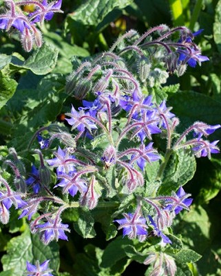 Borage