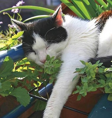 Catnip