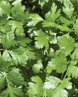 Cilantro - Santo Long Standing