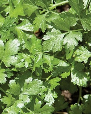 Cilantro - Santo Monogerm