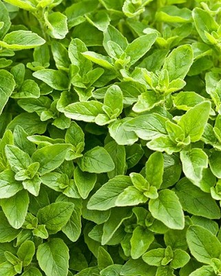 Greek Oregano
