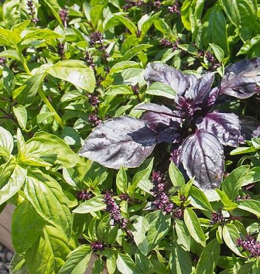 Basil - Kitchen Blend