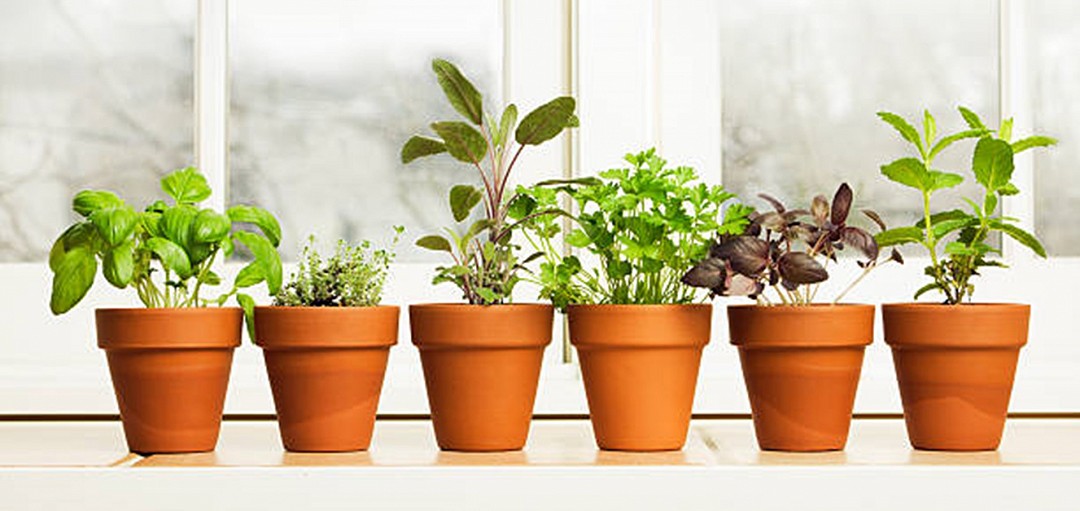 Herb Seeds