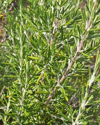 Rosemary