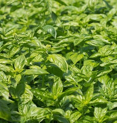 Basil - Sweet Organic