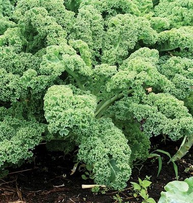 Kale - Dwarf Green Curled