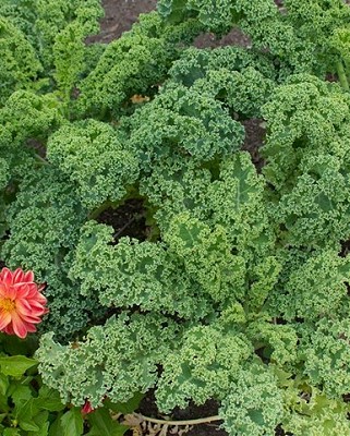 Kale - Vates Blue Curled Scotch