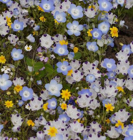 Lawn Alternative Seeds